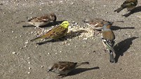 YELLOW HAMMER, CHAFFINCH AND SPARROWS